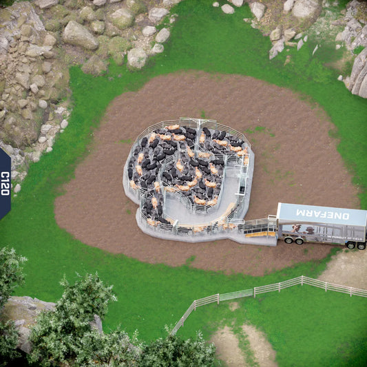 Yard-Show-Cattle