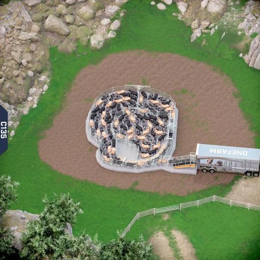 Yard-Show-Cattle