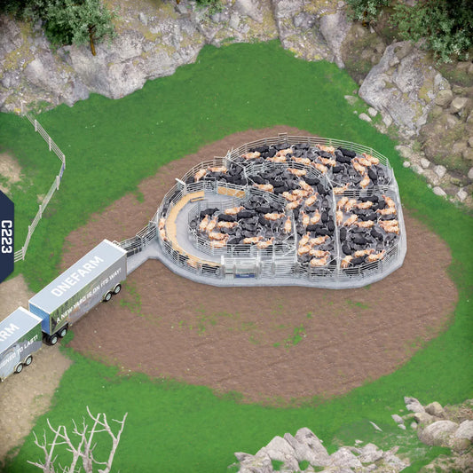 Yard-Show-Cattle
