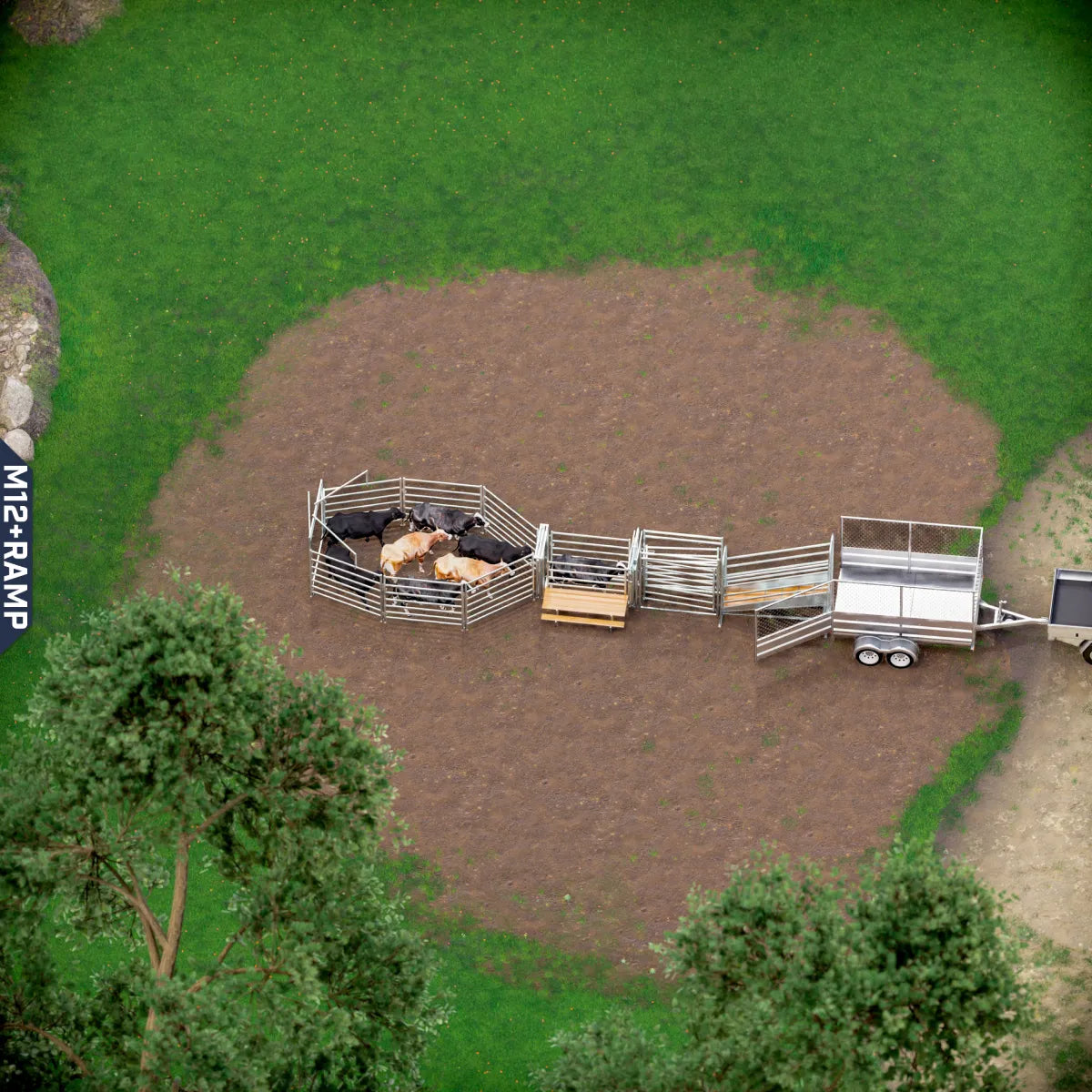 Yard-Show-Cattle