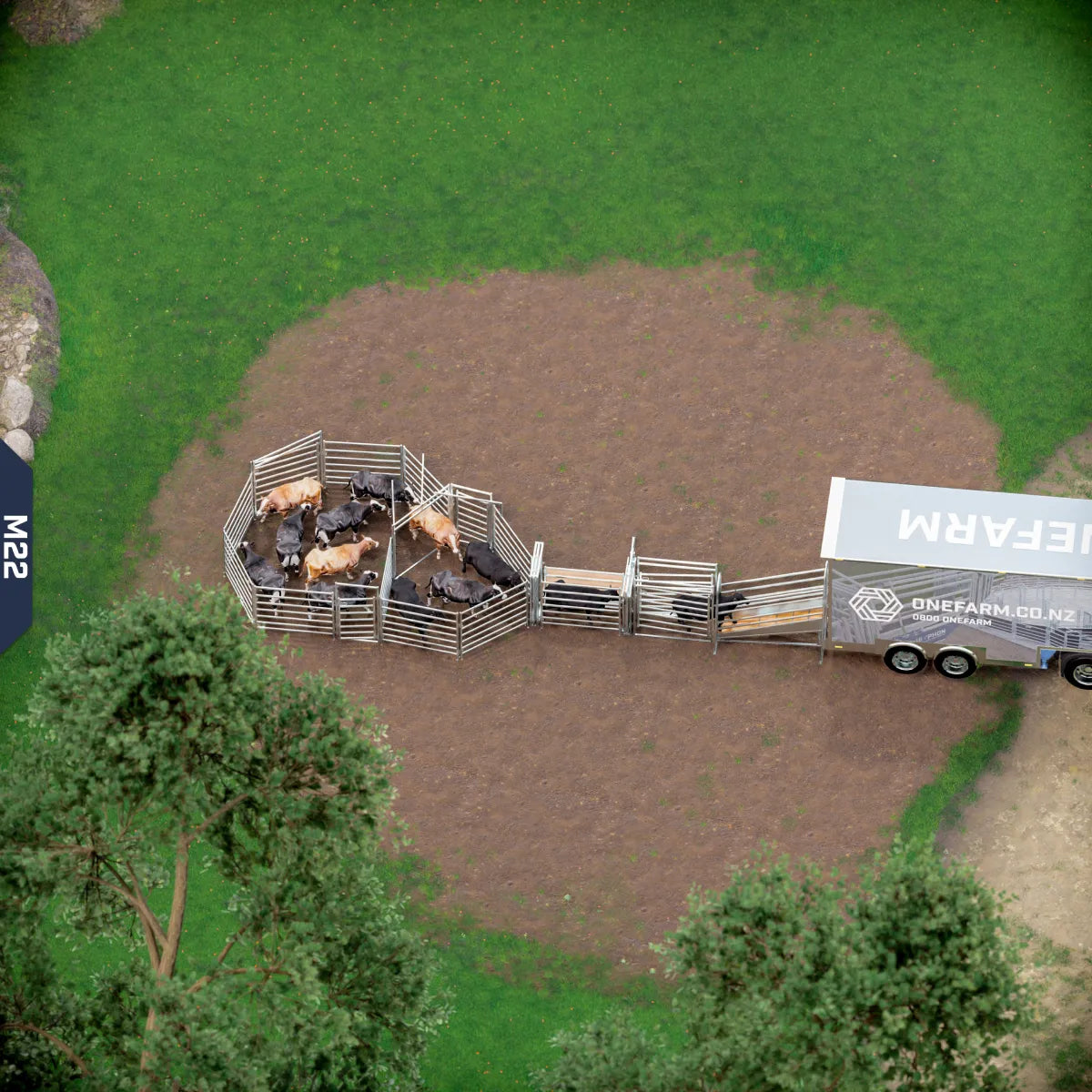 Yard-Show-Cattle