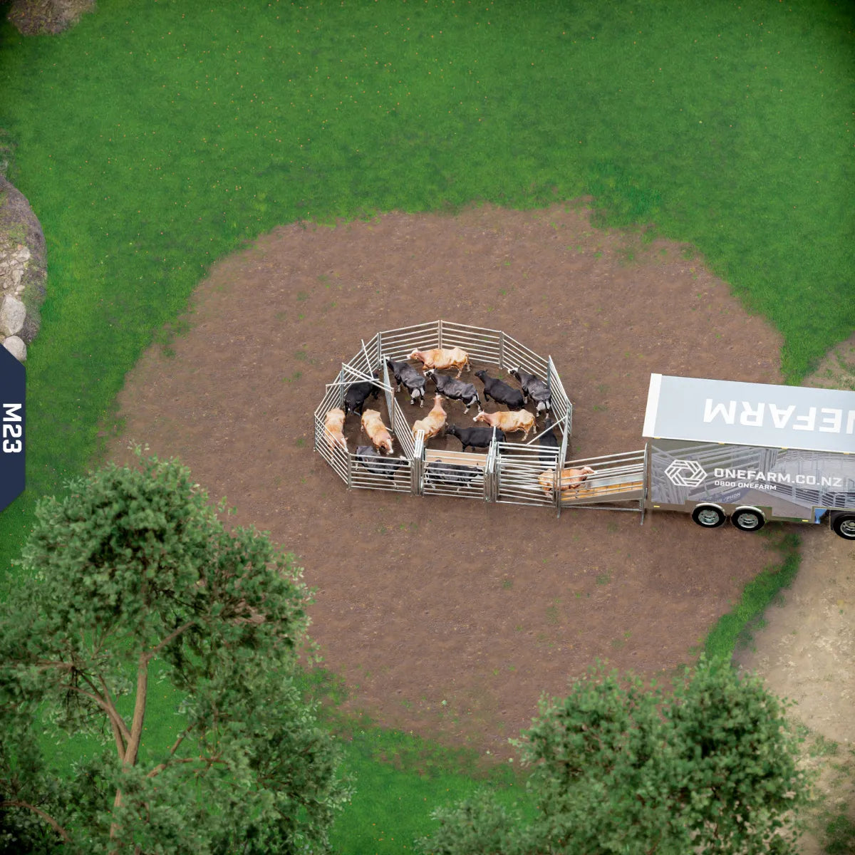 Yard-Show-Cattle