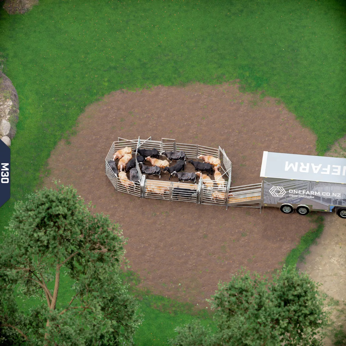 Yard-Show-Cattle