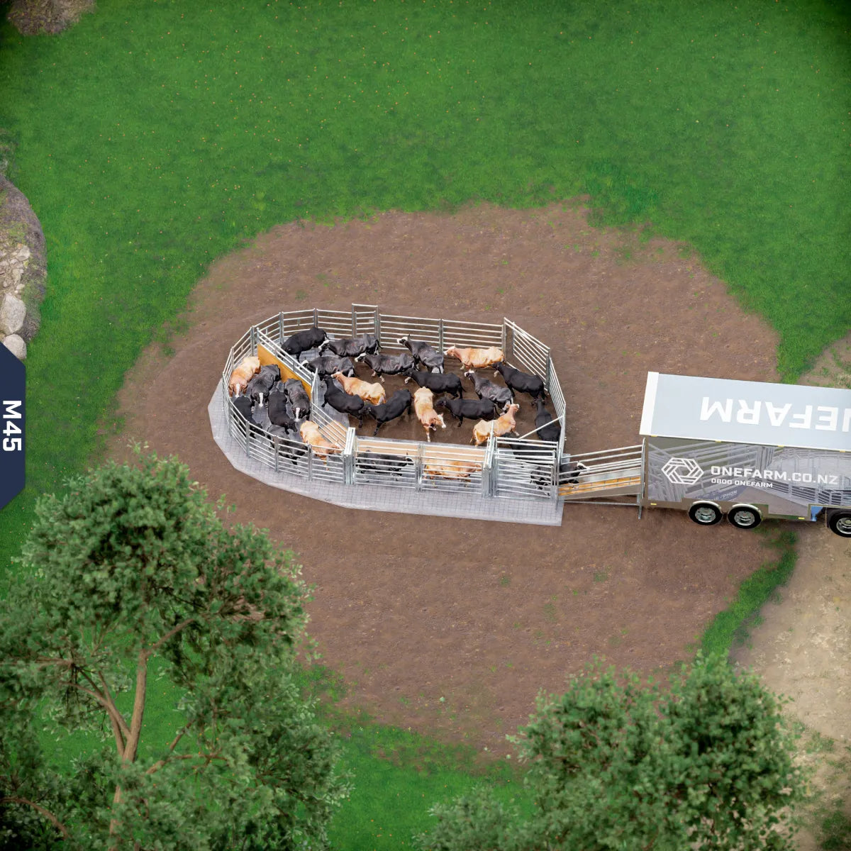 Yard-Show-Cattle