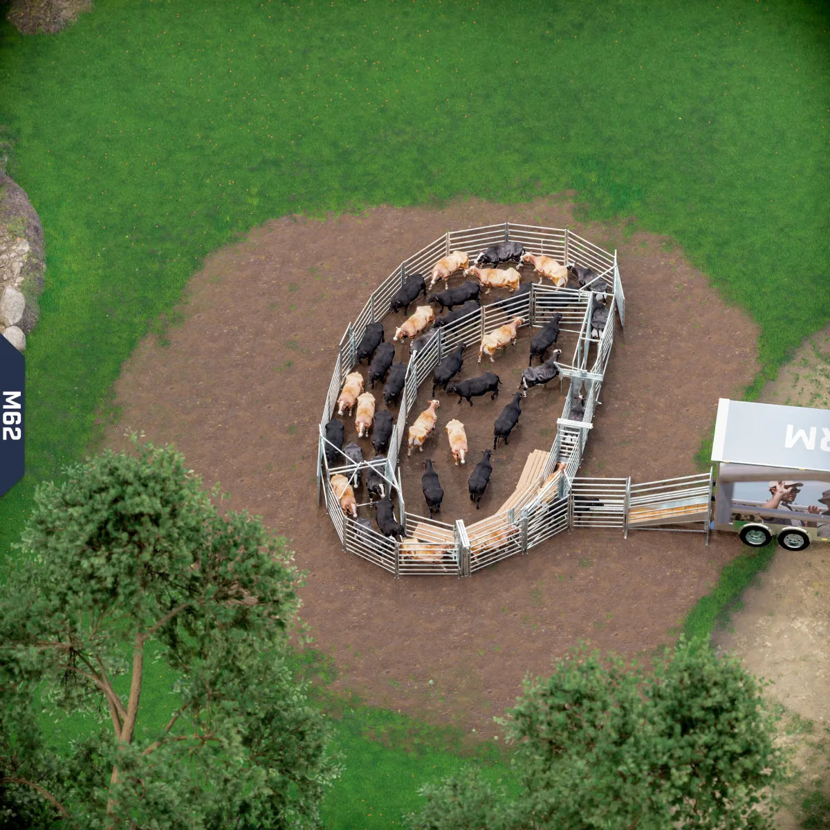 Yard-Show-Cattle