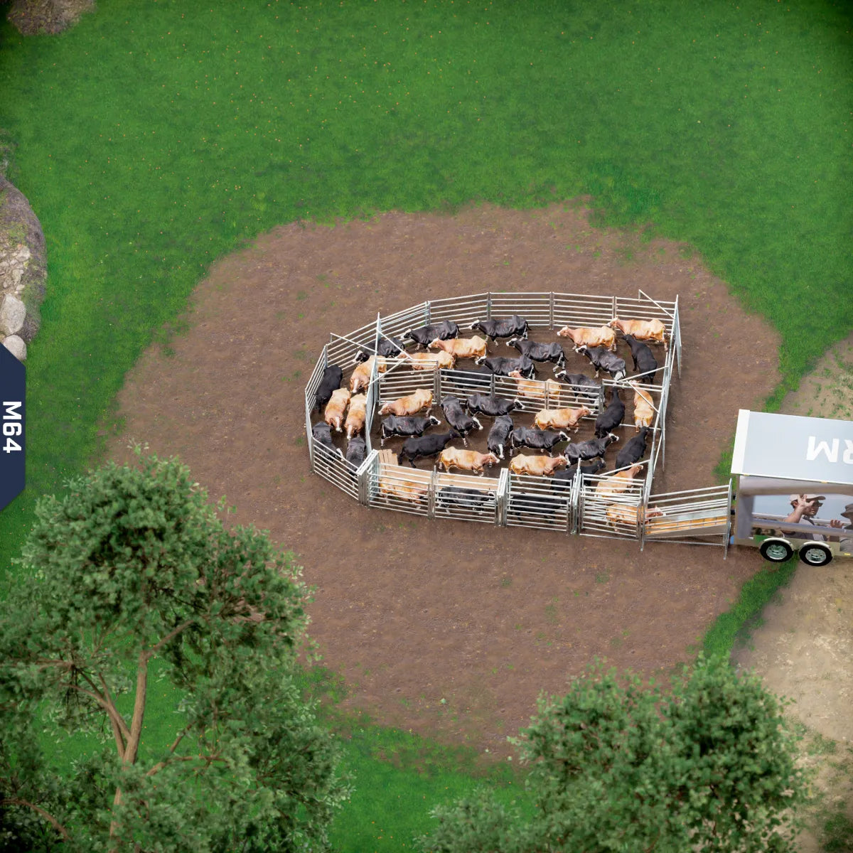 Yard-Show-Cattle