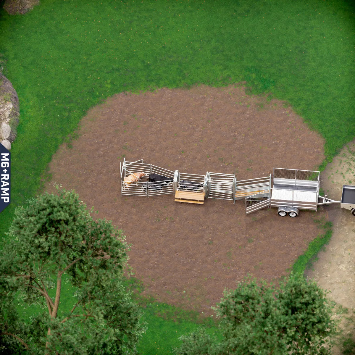 Yard-Show-Cattle