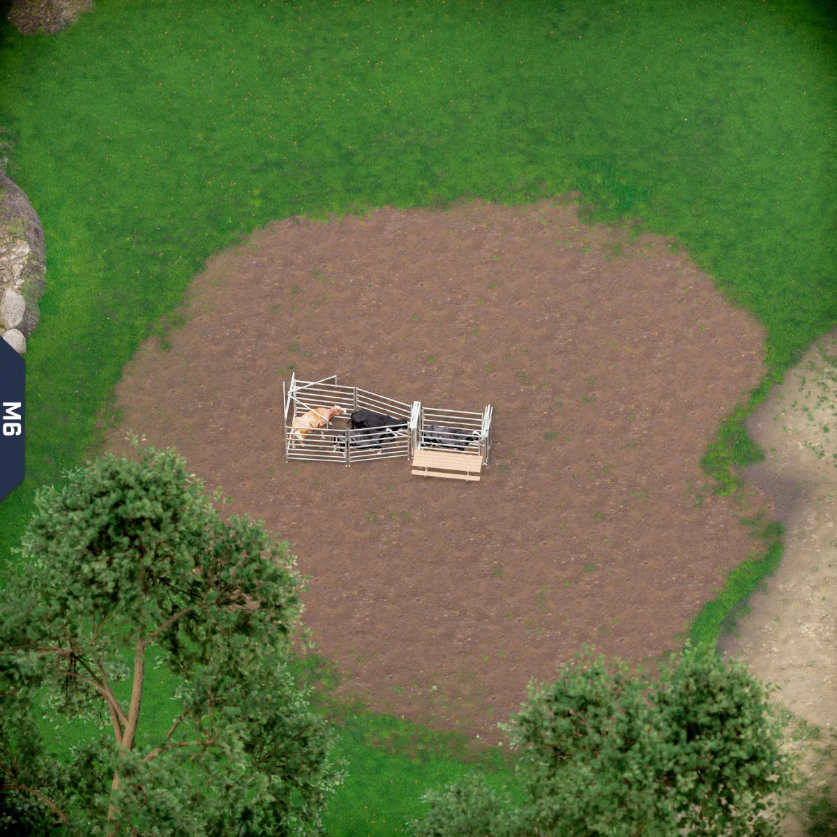 Yard-Show-Cattle