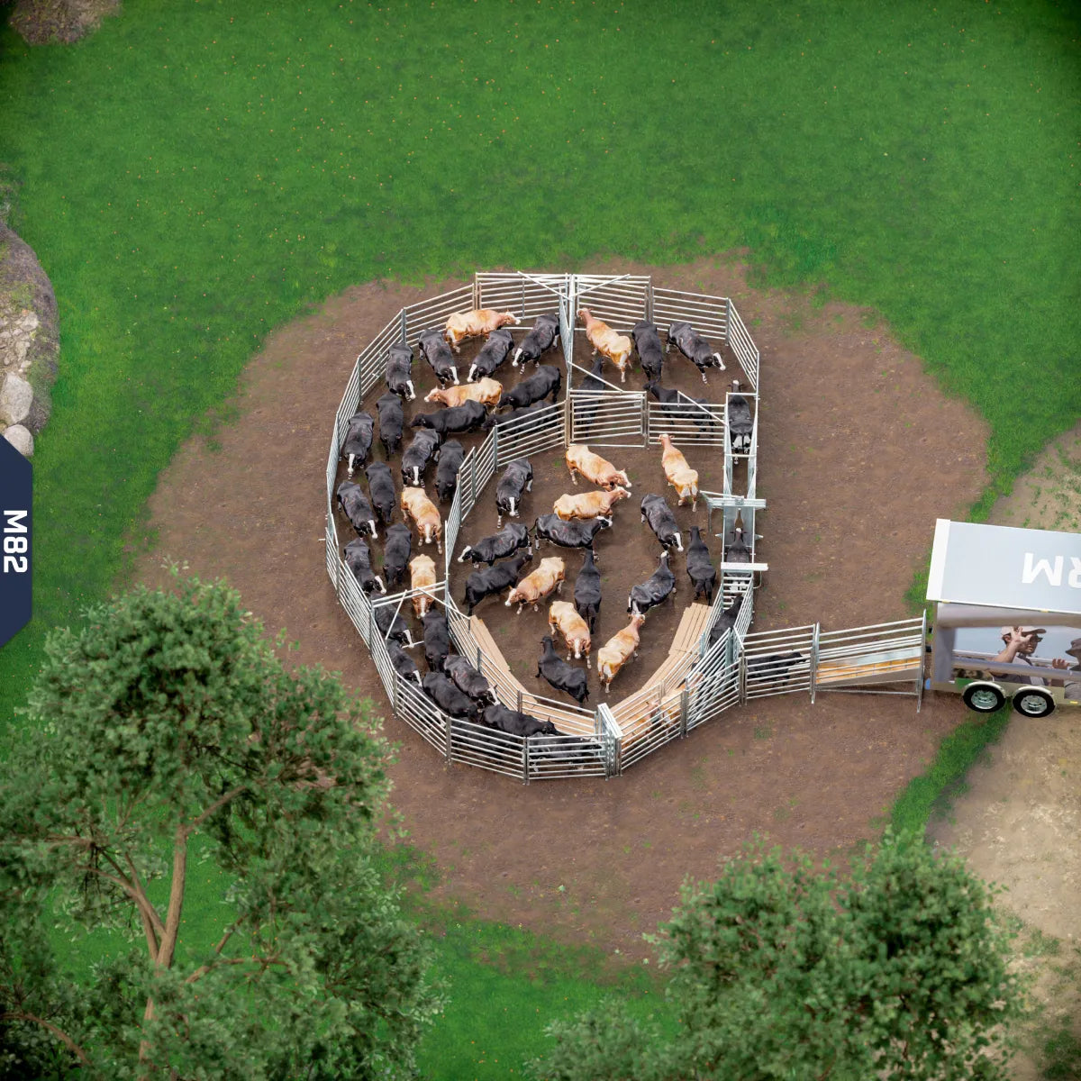 Yard-Show-Cattle