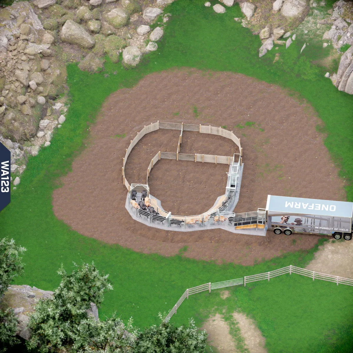 Yard-Show-Cattle