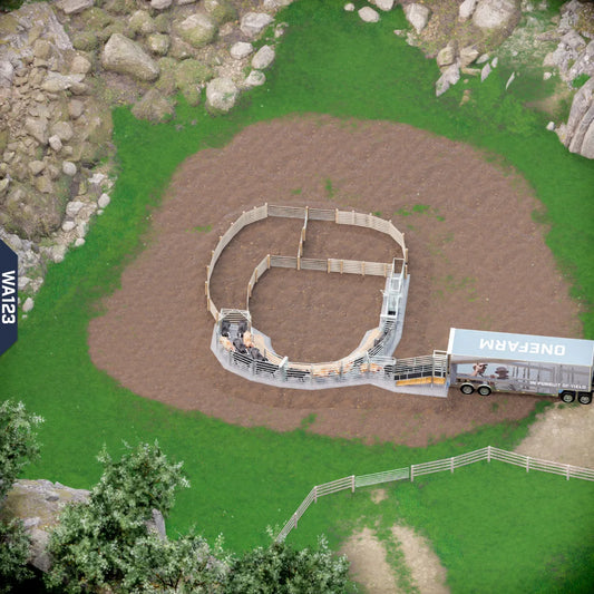 Yard-Show-Cattle