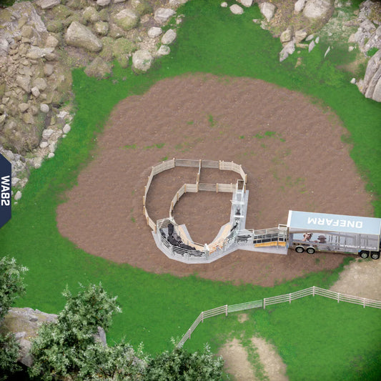 Yard-Show-Cattle