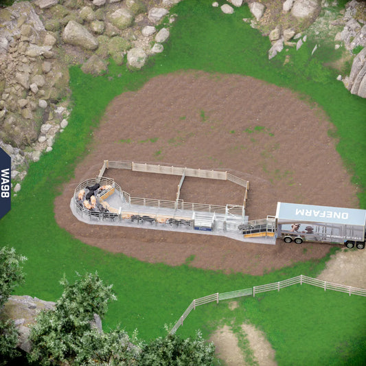 Yard-Show-Cattle