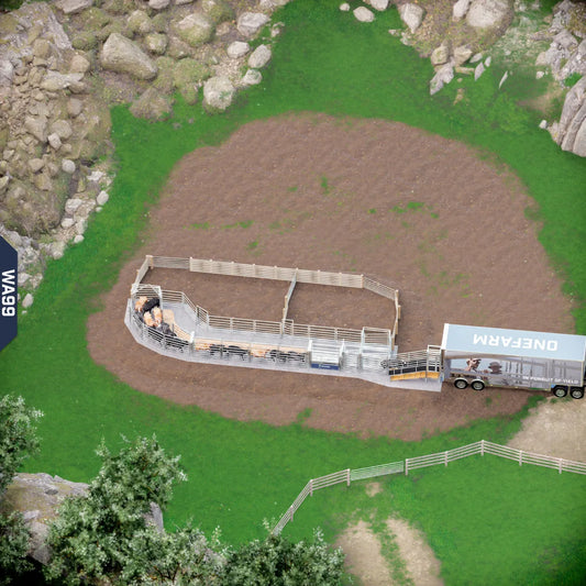 Yard-Show-Cattle