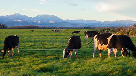 Cattle Yard Sizing: Match Your Yard to Your Herd