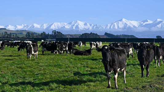 How to Choose the Right Cattle Yard Sizes for Your Herd