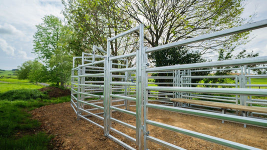 How to Choose a Cattle Yard That Works for Sheep Too