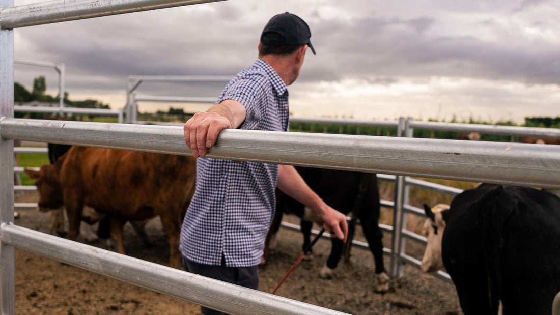 Small Cattle Yards on Lifestyle Blocks: What Most People Get Wrong