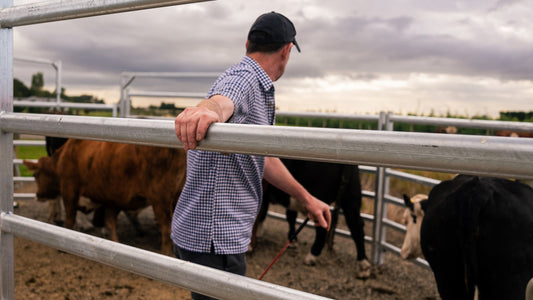 Small Cattle Yards on Lifestyle Blocks: What Most People Get Wrong