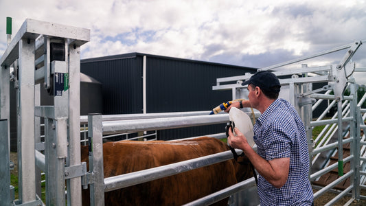 A farmer handling a cattle yard solo.