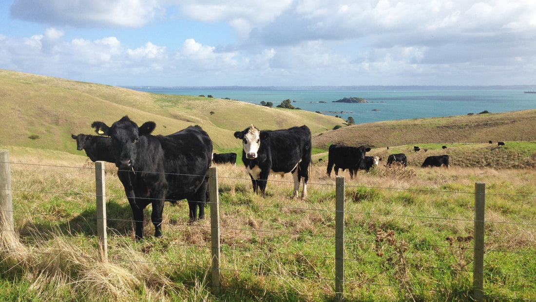 Weather and Terrain Drive Cattle Yard Design in NZ