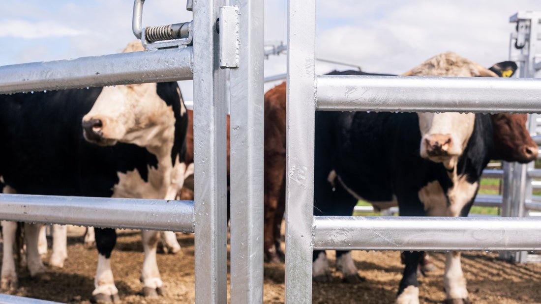 What to Look for in Cattle Yard Gates and Panels