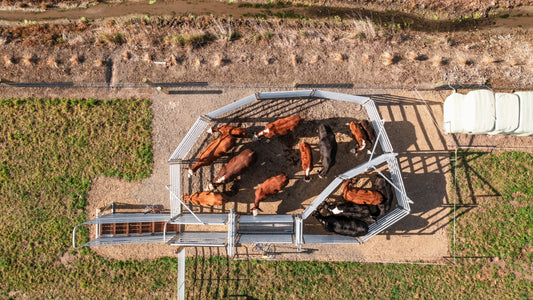 Cattle Yard Safety: What a Good Design Actually Costs You
