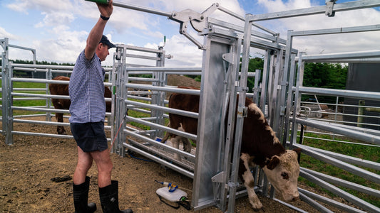 How to Use a Cattle Crush Solo, Safely