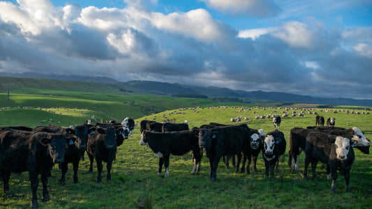 How Many Cattle Can You Run per Hectare in NZ?