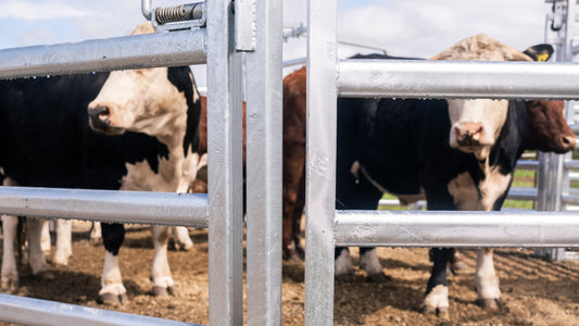 Cattle Yards Are Stressing Your Animals