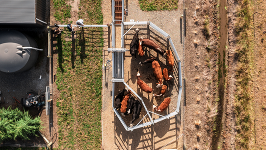 How to Design a High Throughput Cattle Yard