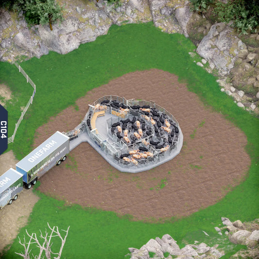 Yard-Show-Cattle