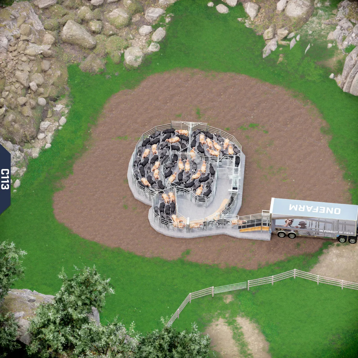 Yard-Show-Cattle