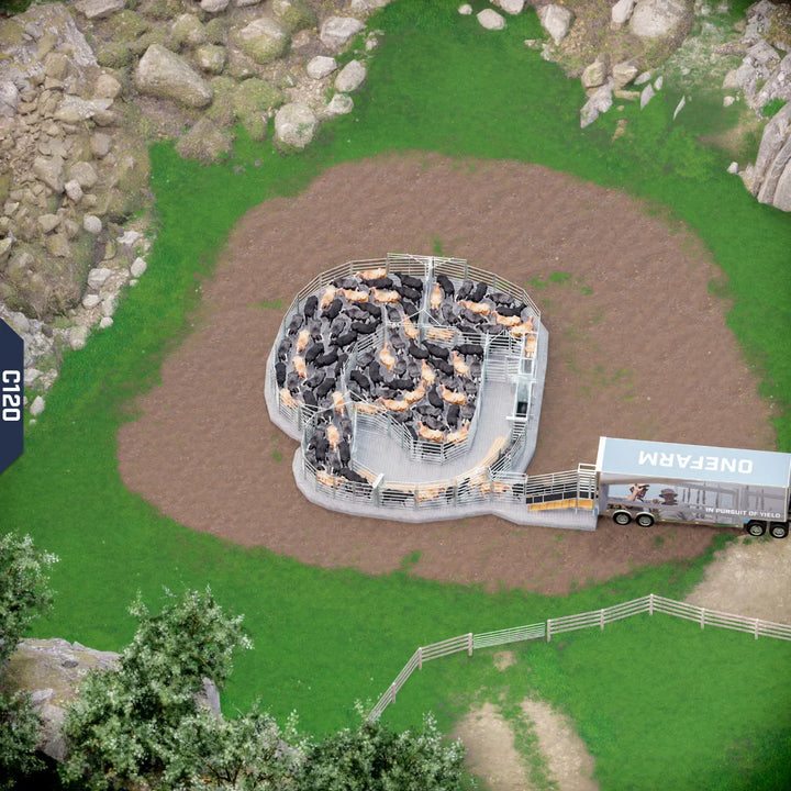 Yard-Show-Cattle