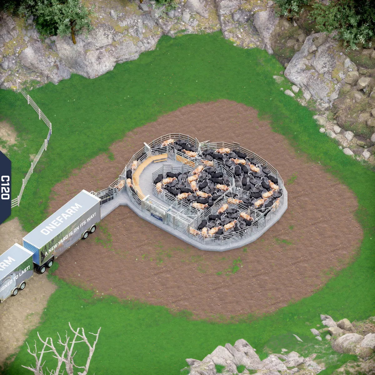 Yard-Show-Cattle