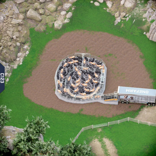 Yard-Show-Cattle