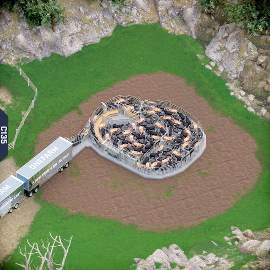 Yard-Show-Cattle