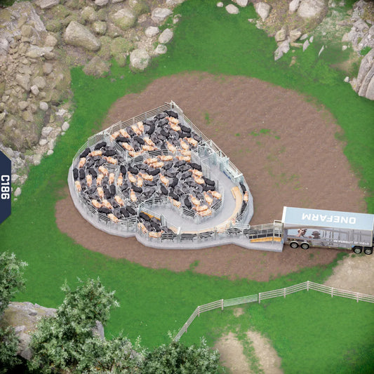 Yard-Show-Cattle