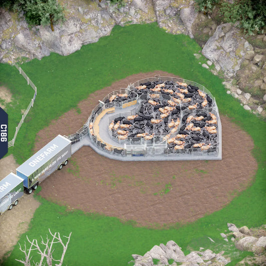 Yard-Show-Cattle
