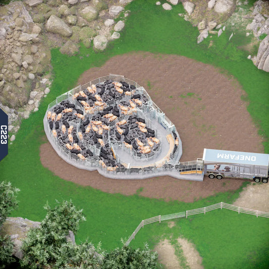 Yard-Show-Cattle