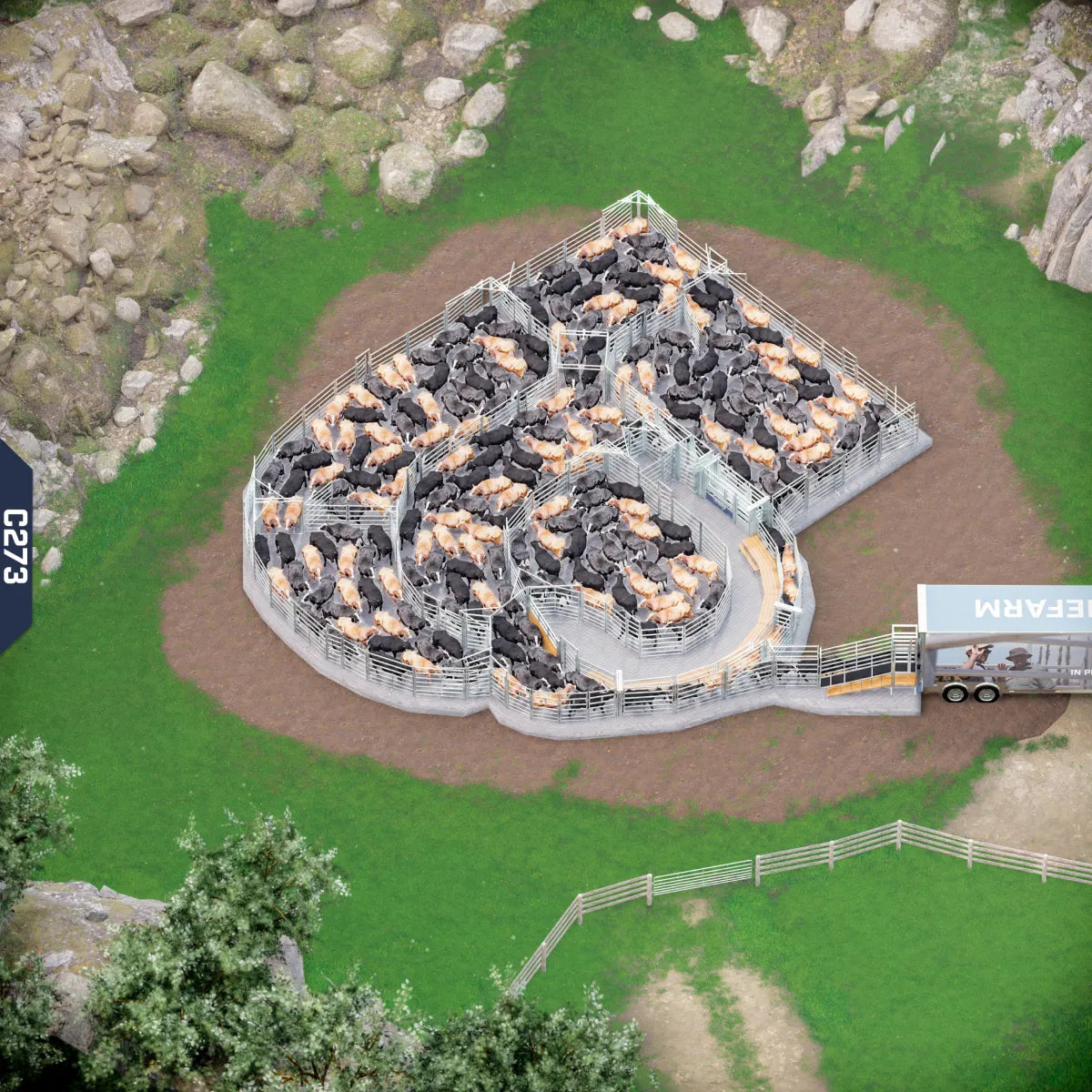 Yard-Show-Cattle