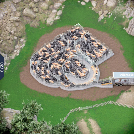 Yard-Show-Cattle