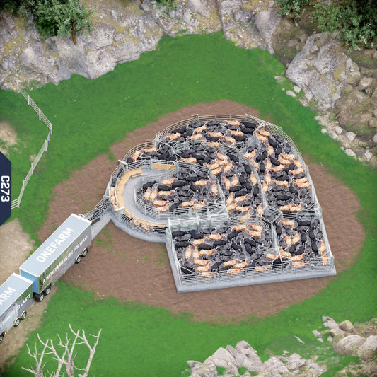 Yard-Show-Cattle