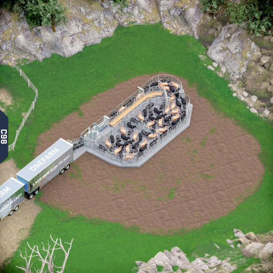 Yard-Show-Cattle