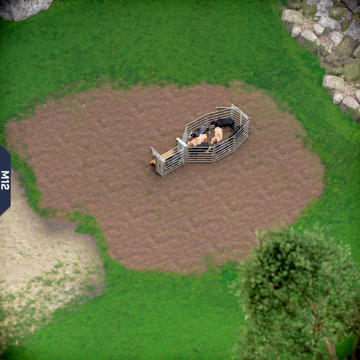 Yard-Show-Cattle