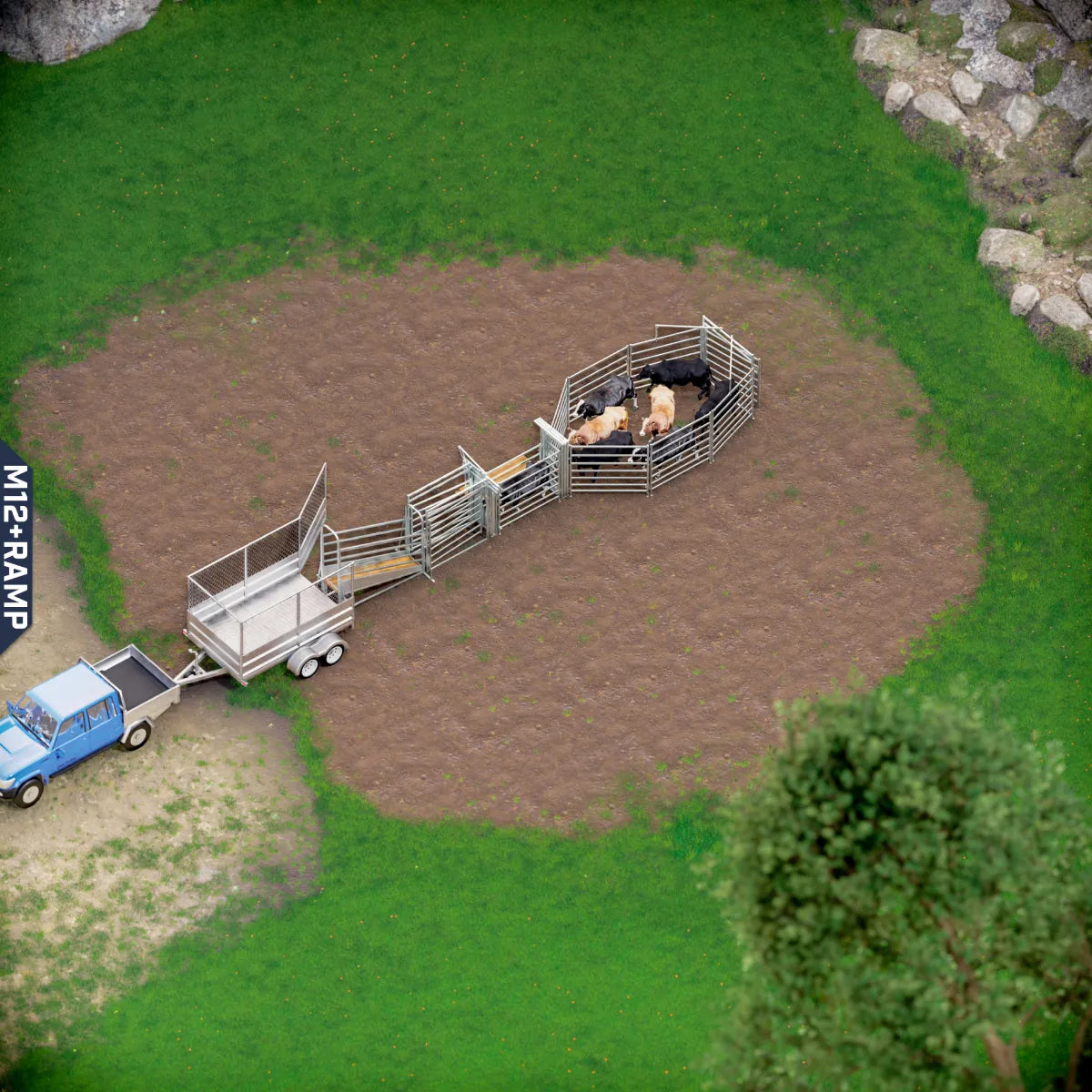 Yard-Show-Cattle