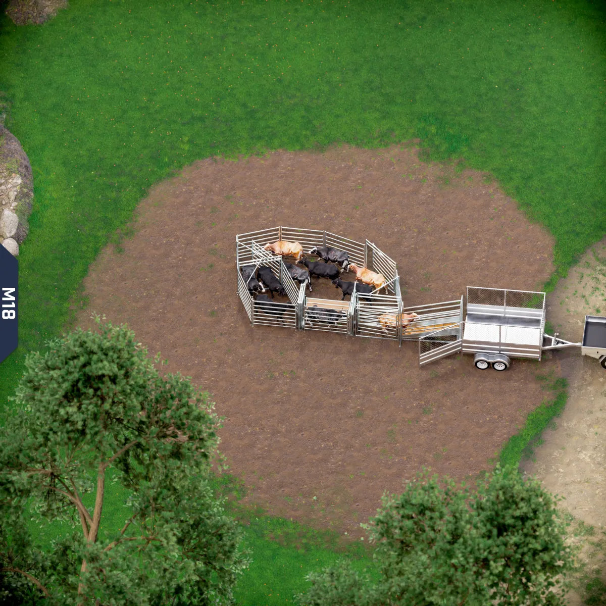 Yard-Show-Cattle
