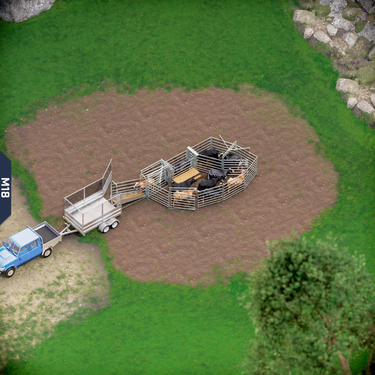 Yard-Show-Cattle