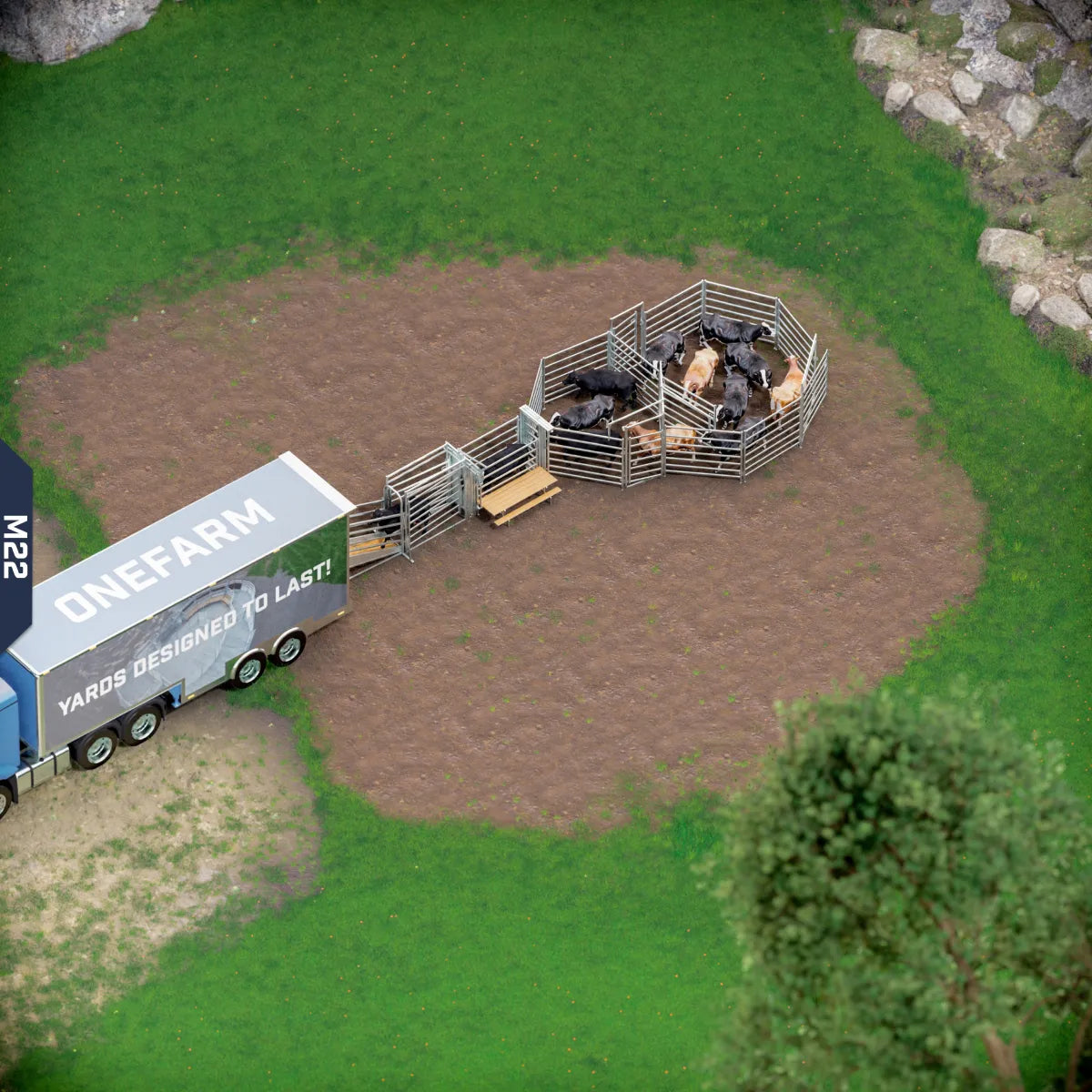 Yard-Show-Cattle