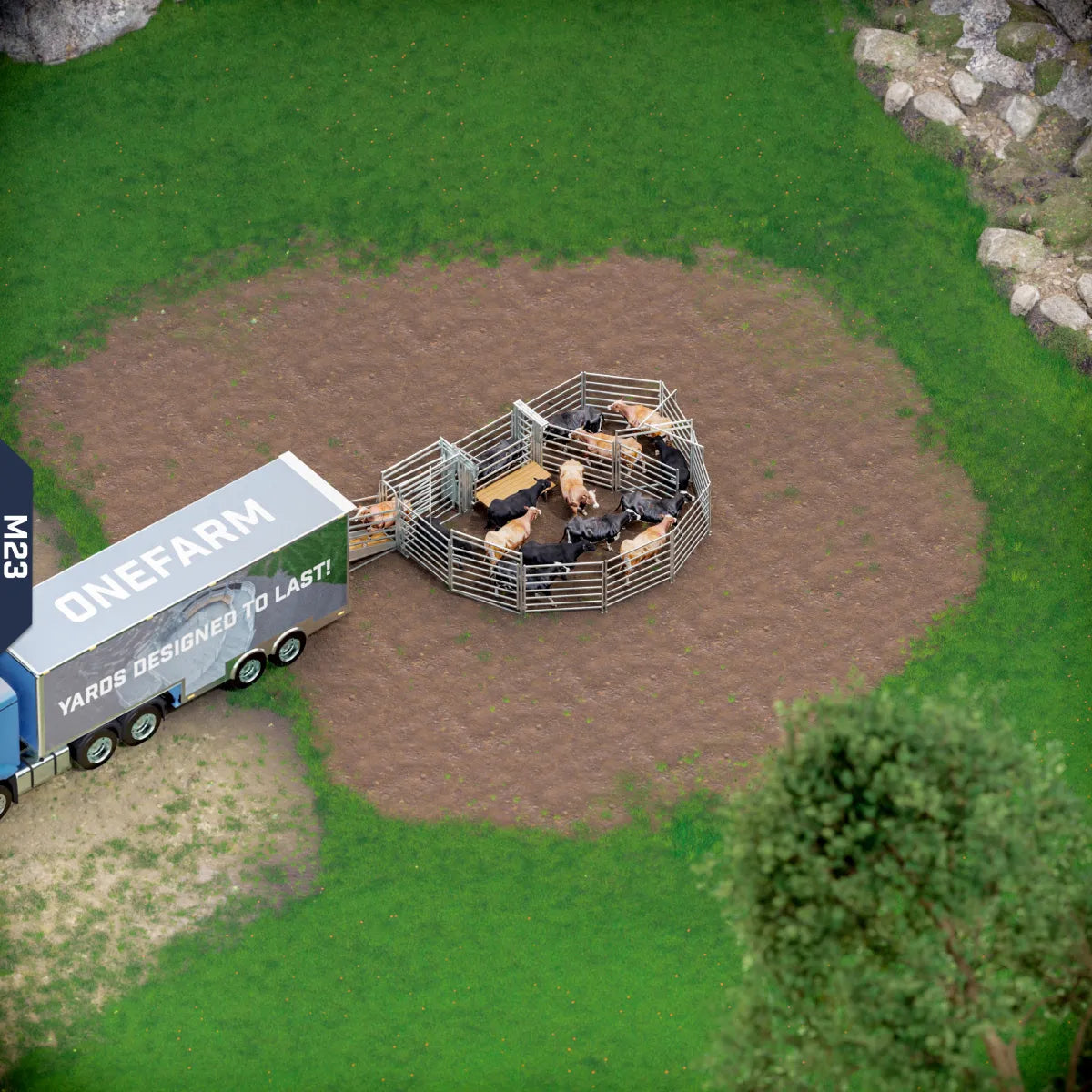 Yard-Show-Cattle
